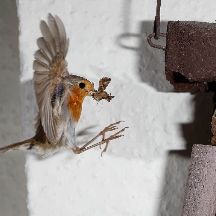 Rotkehlchen mit Nachtschmetterling im Anflug auf Nistkasten