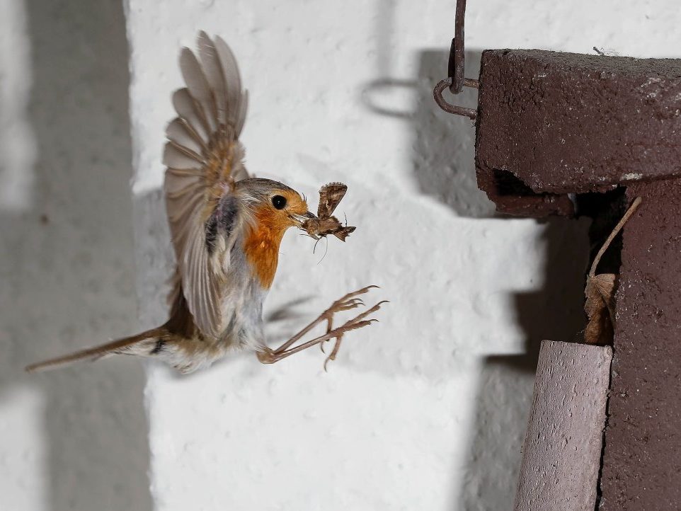 Rotkehlchen mit Nachtschmetterling im Anflug auf Nistkasten