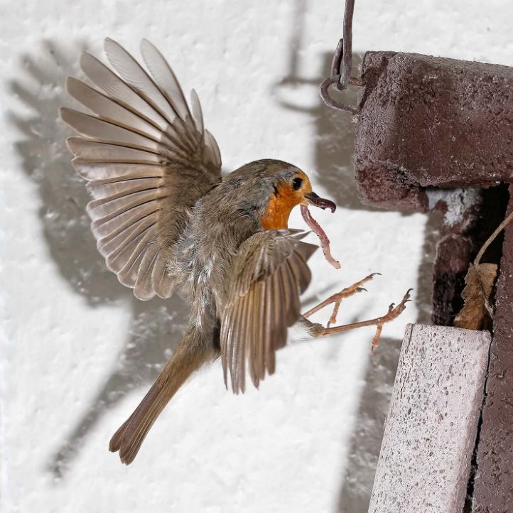 Rotkehlchen mit Regenwurm im Anflug auf Nistkasten