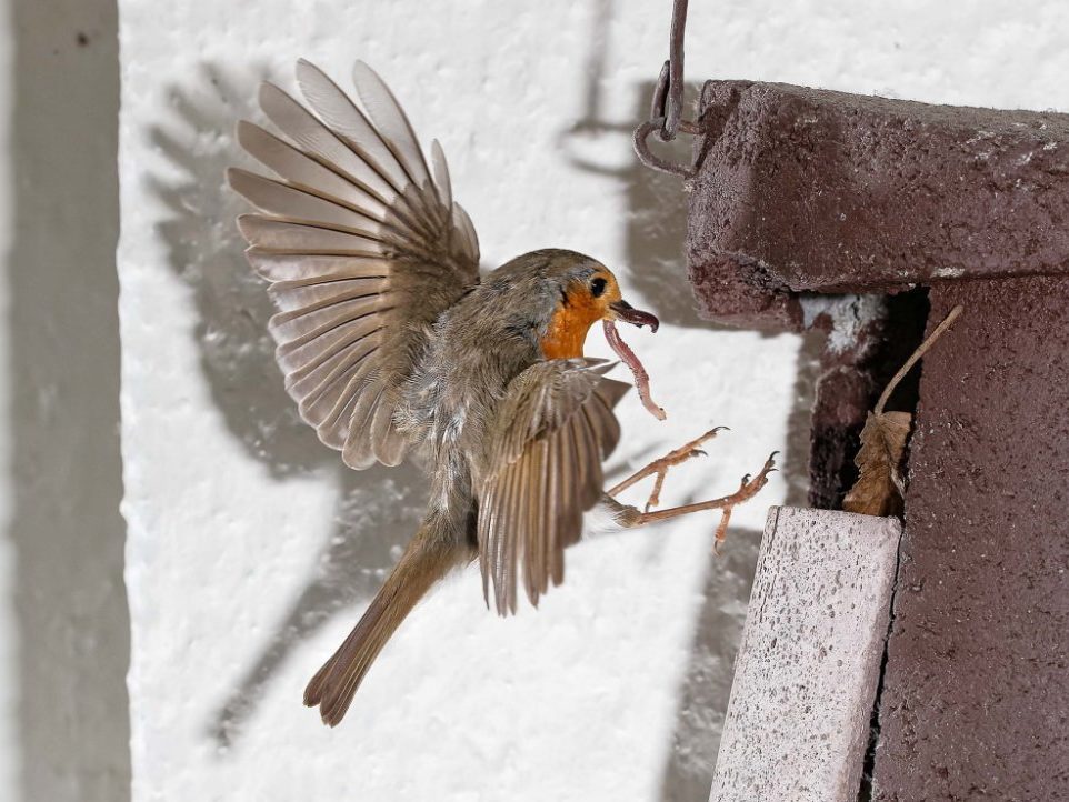 Rotkehlchen mit Regenwurm im Anflug auf Nistkasten