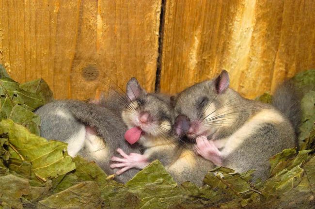 Siebenschlaefer-einer-gähnt