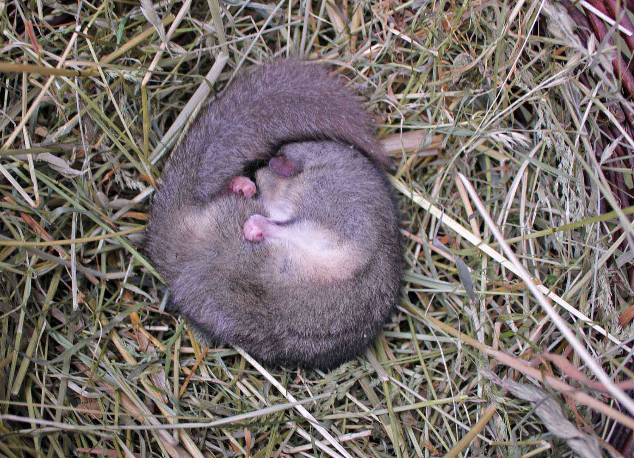Siebenschl fer NABU Leverkusen Siebenschl fer NABU Leverkusen