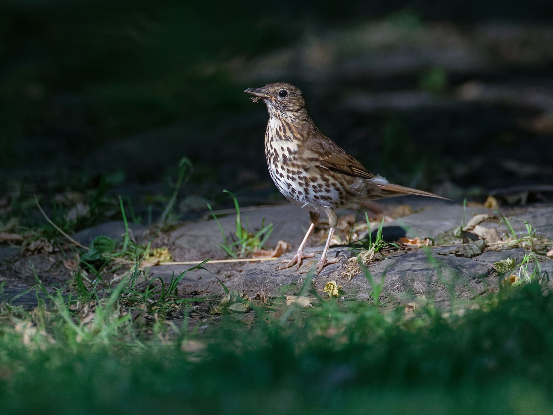 Singdrossel steht auf dem Boden