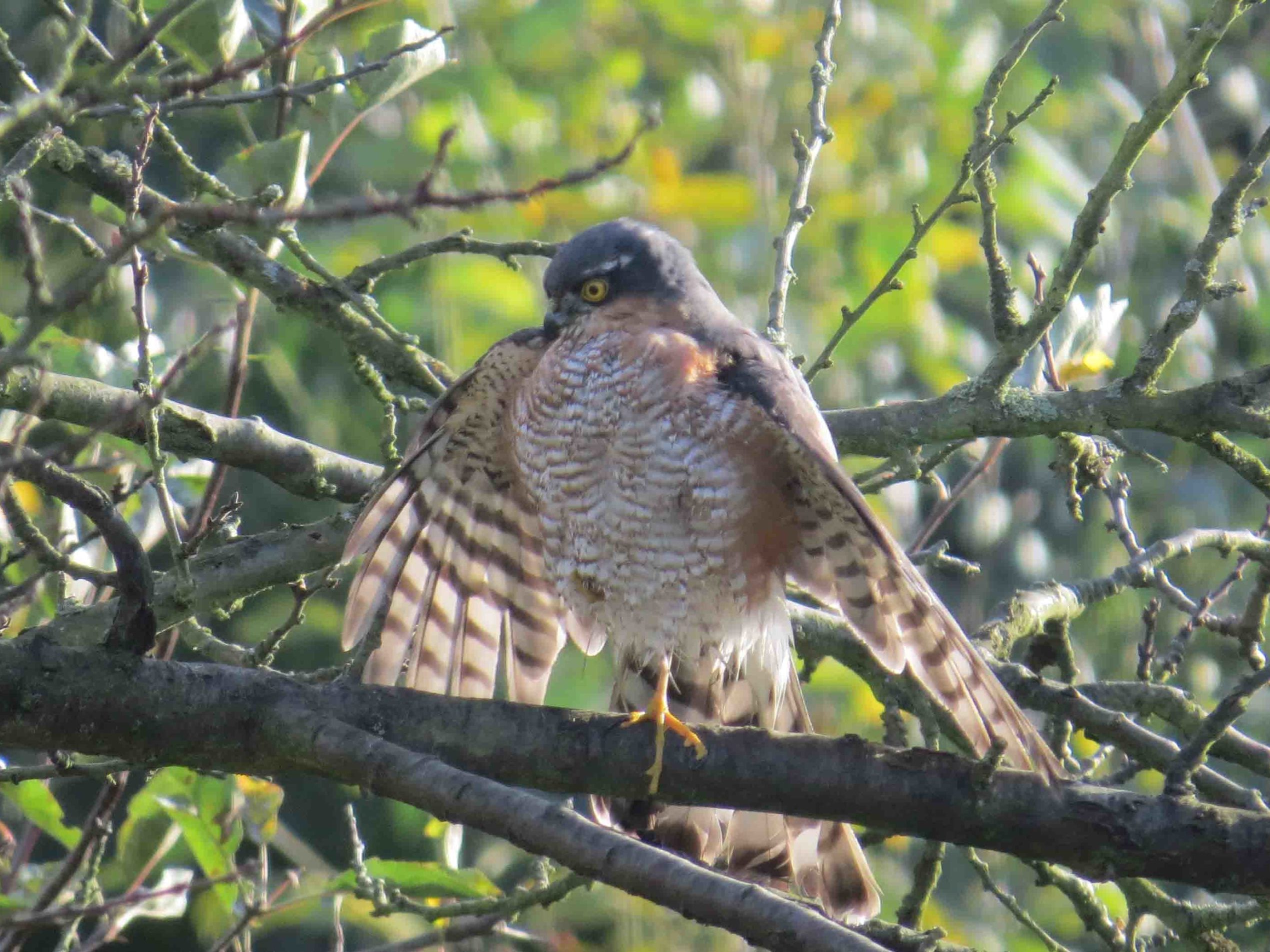 Sperber sitzt auf einem Ast und spreizt die Flügel