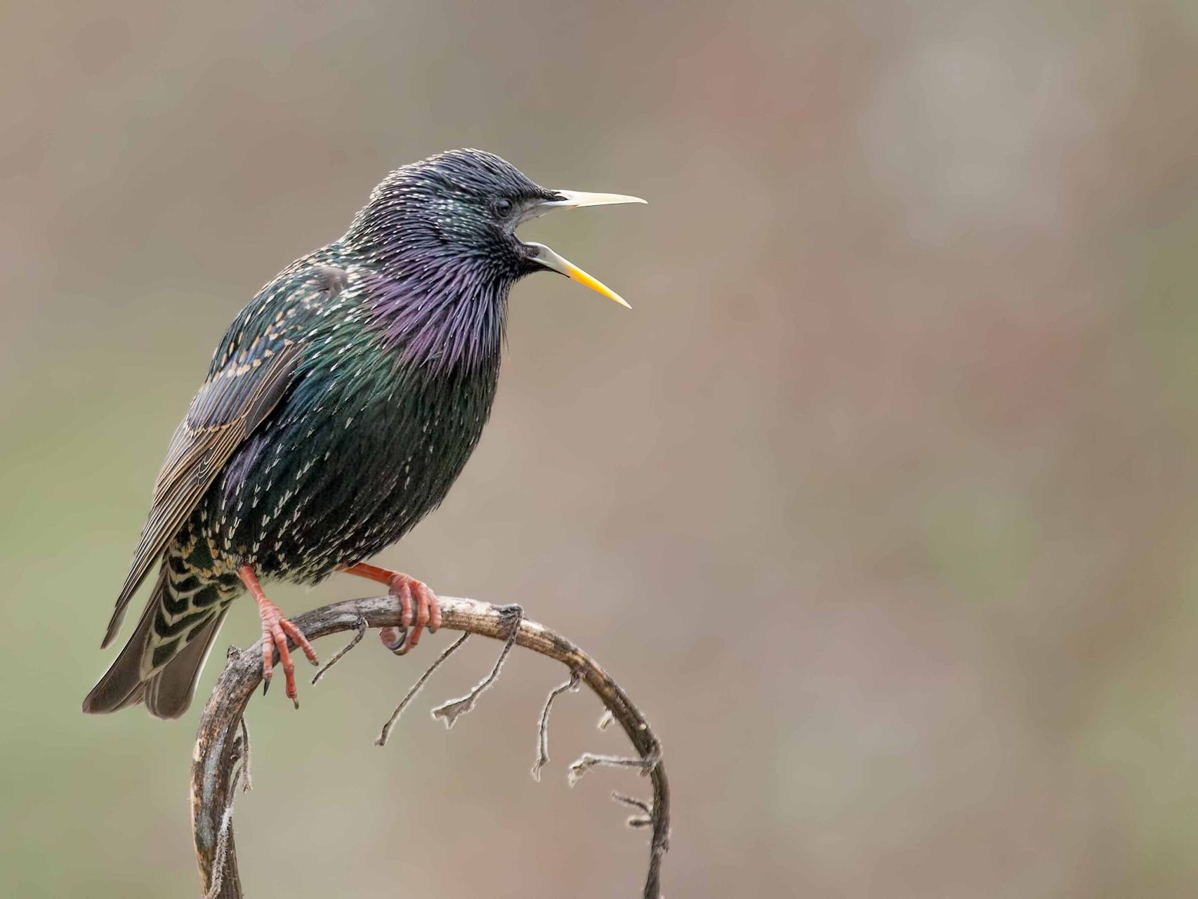 Star singt auf Zweig