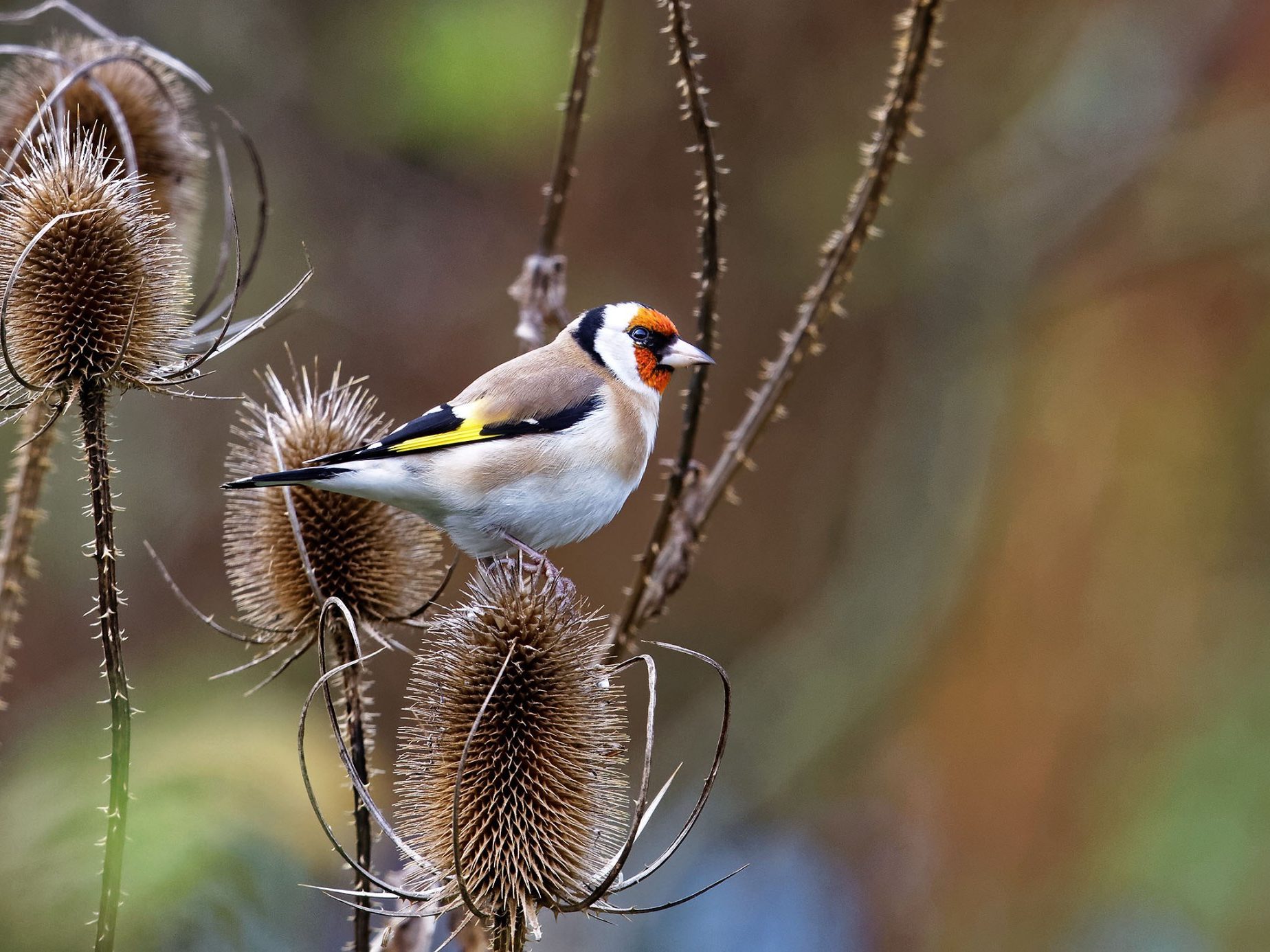 Stieglitz auch Distelfink genannt sitzt auf einer Distel