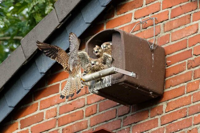 Turmfalke-Weibchen-füttert-Junge