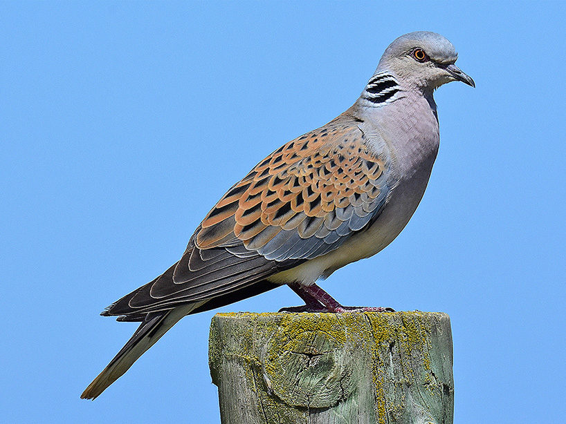 Turteltaube sitzt auf einem Pflock