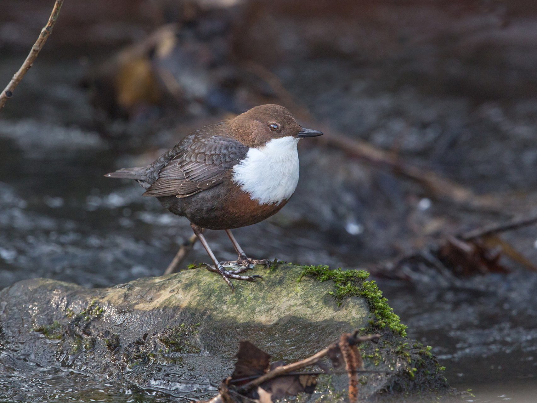 Wasseramsel sitzt auf Stein