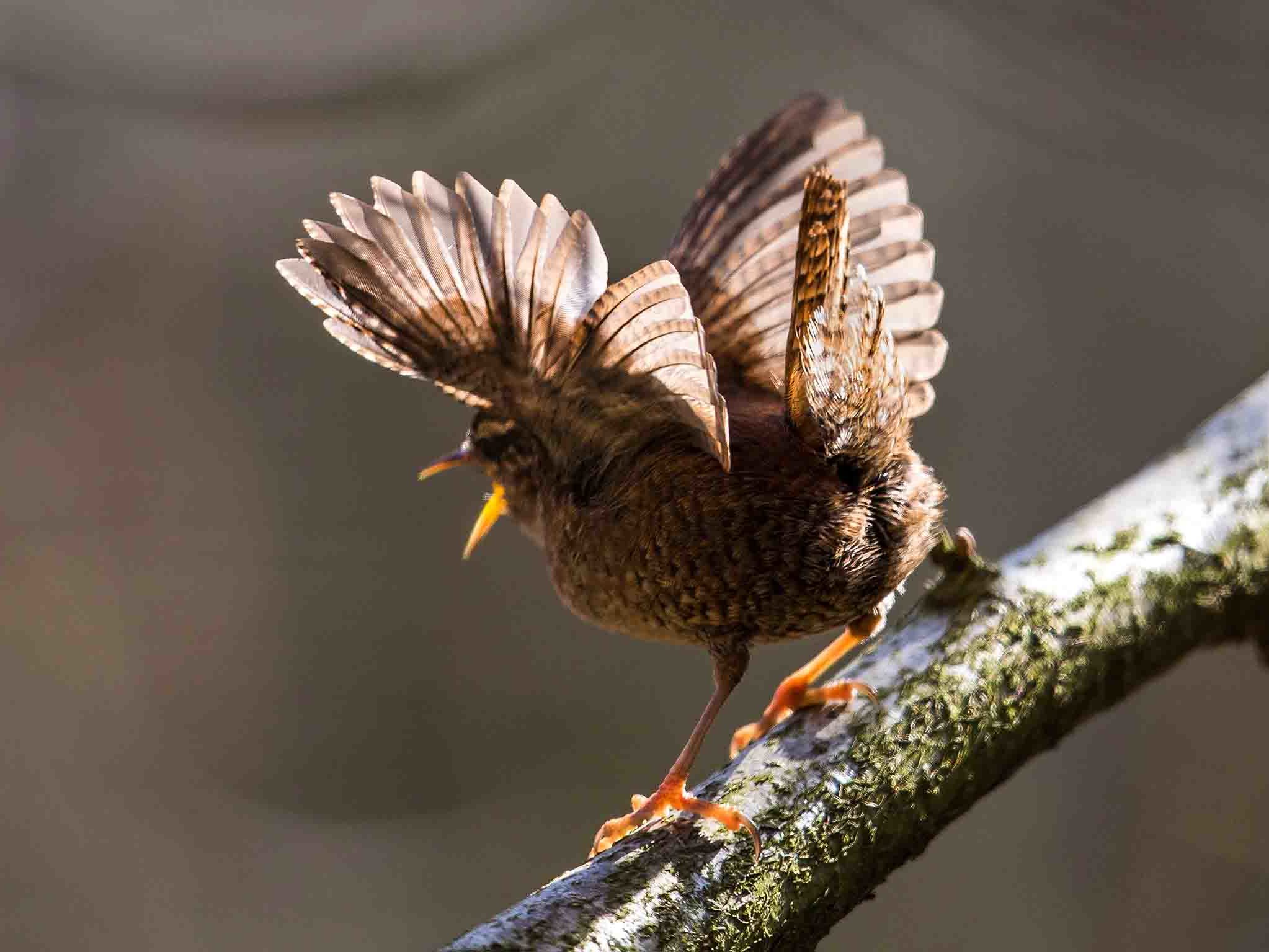 Zaunkönig balzt von einem Ast aus