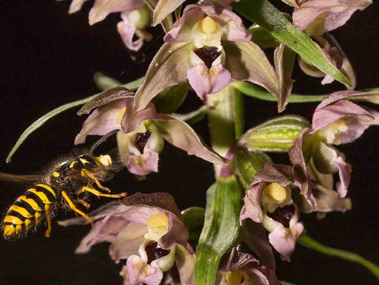 breitblättrige Stendelwurz mit Honigbiene