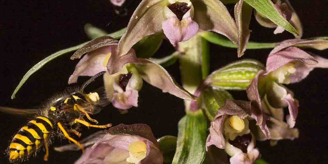 breitblättrige Stendelwurz mit Honigbiene