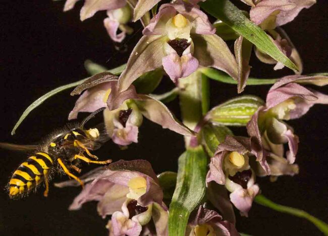 breitblättrige Stendelwurz mit Honigbiene breitblättrige Stendelwurz mit Honigbiene