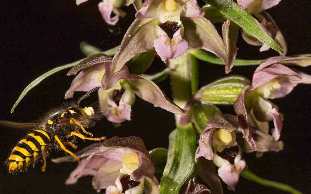 breitblättrige Stendelwurz mit Honigbiene