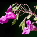 indisches Springkraut Blüte und Blätter