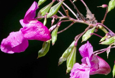 indisches Springkraut Blüte und Blätter