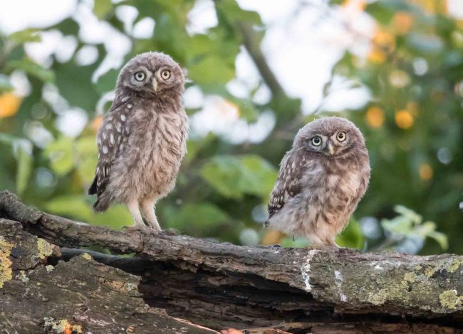 junge Steinkäuze in Lichtenburg