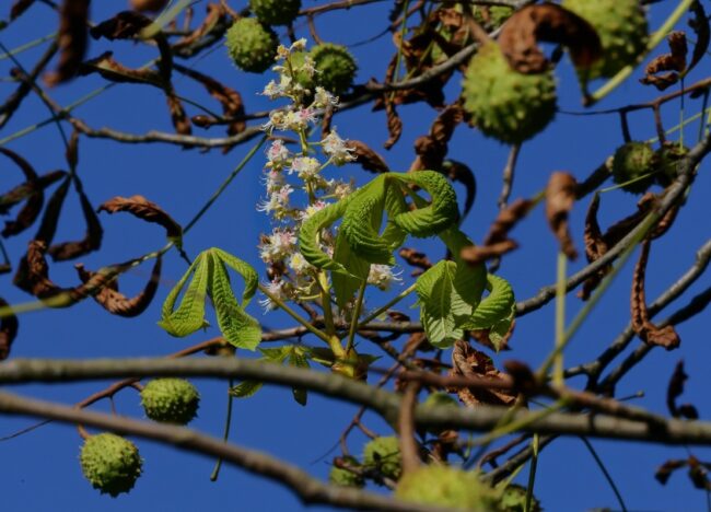 kastanienblüte im Herbst m