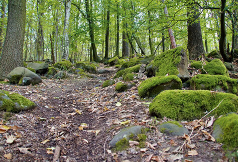 Wald, Waldweg, bemooste Steine