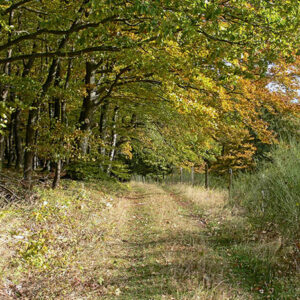 Bunter Herbstwald Waldweg