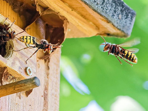 Hornissen fliegen zu ihrem Nest in einem Vogelnistkasten.