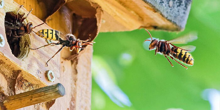 Hornissen fliegen zu ihrem Nest in einem Vogelnistkasten.