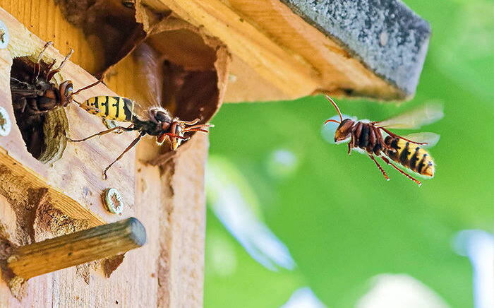 Hornissen fliegen zu ihrem Nest in einem Vogelnistkasten.