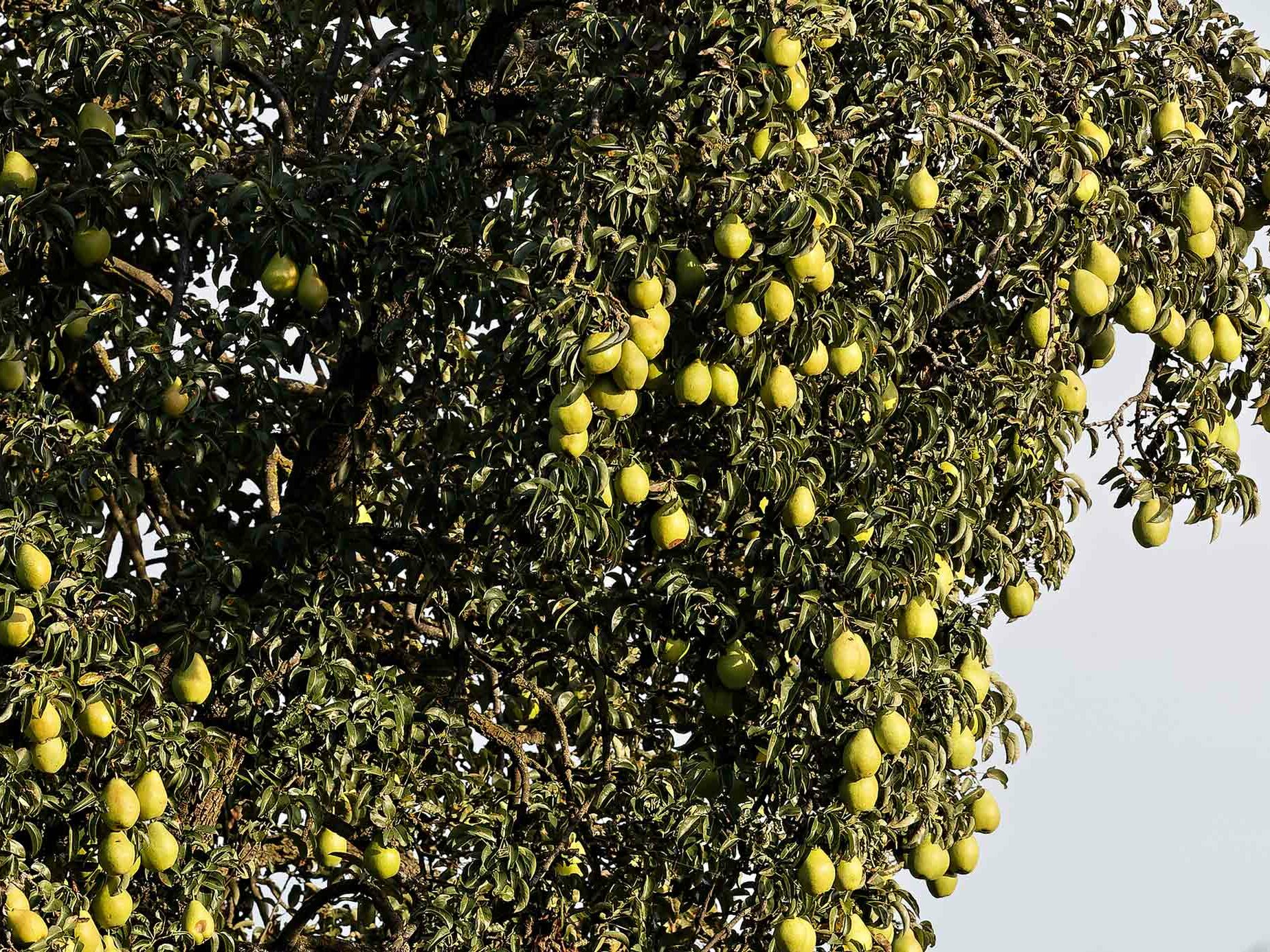 Birnbaum mit Früchten