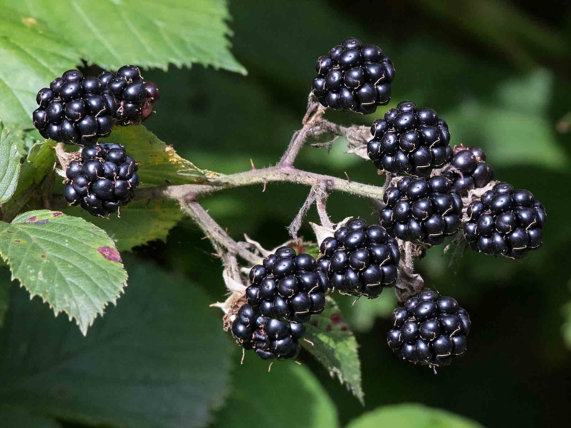 reife Brombeeren