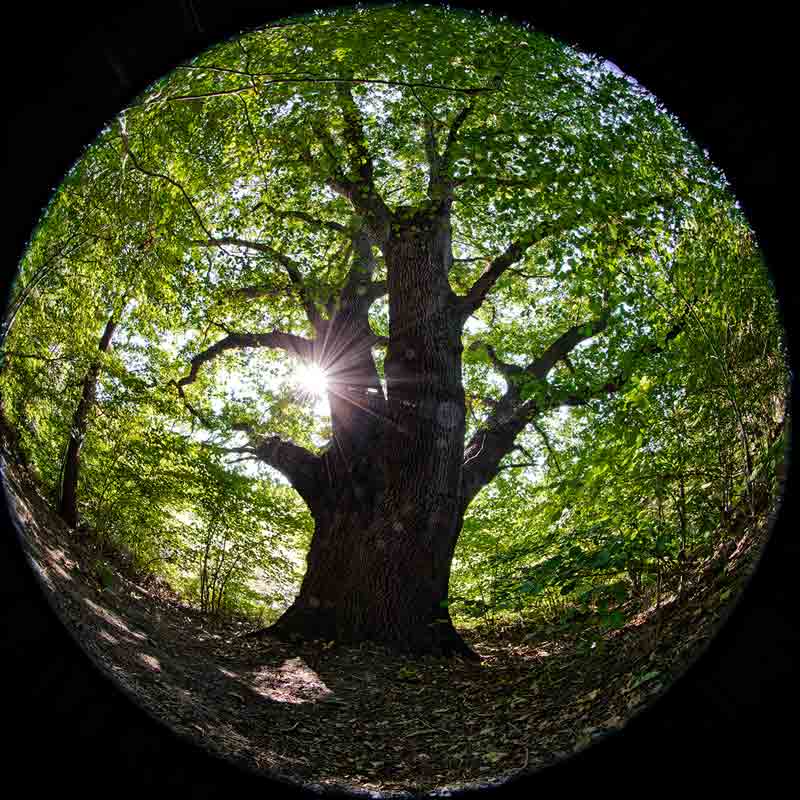 Eiche-fisheye-Sonne-0B7A4976_DxO-w