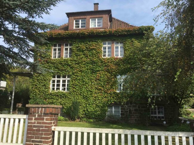 Fassadenbegrünung-Wilder-Wein