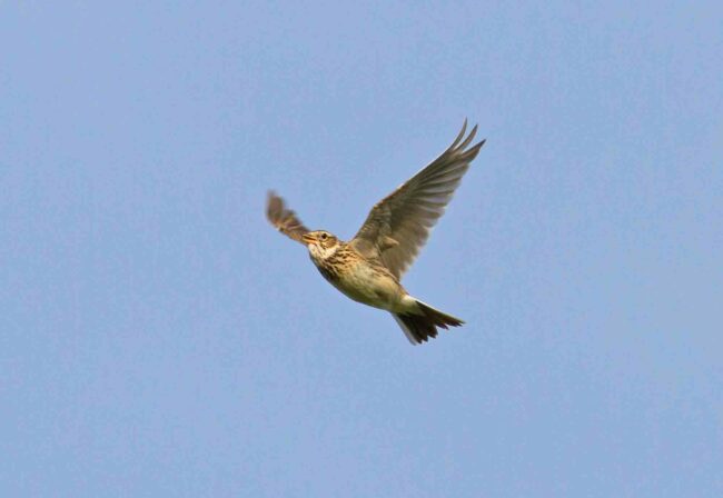 Feldlerche-singt-Flug-m