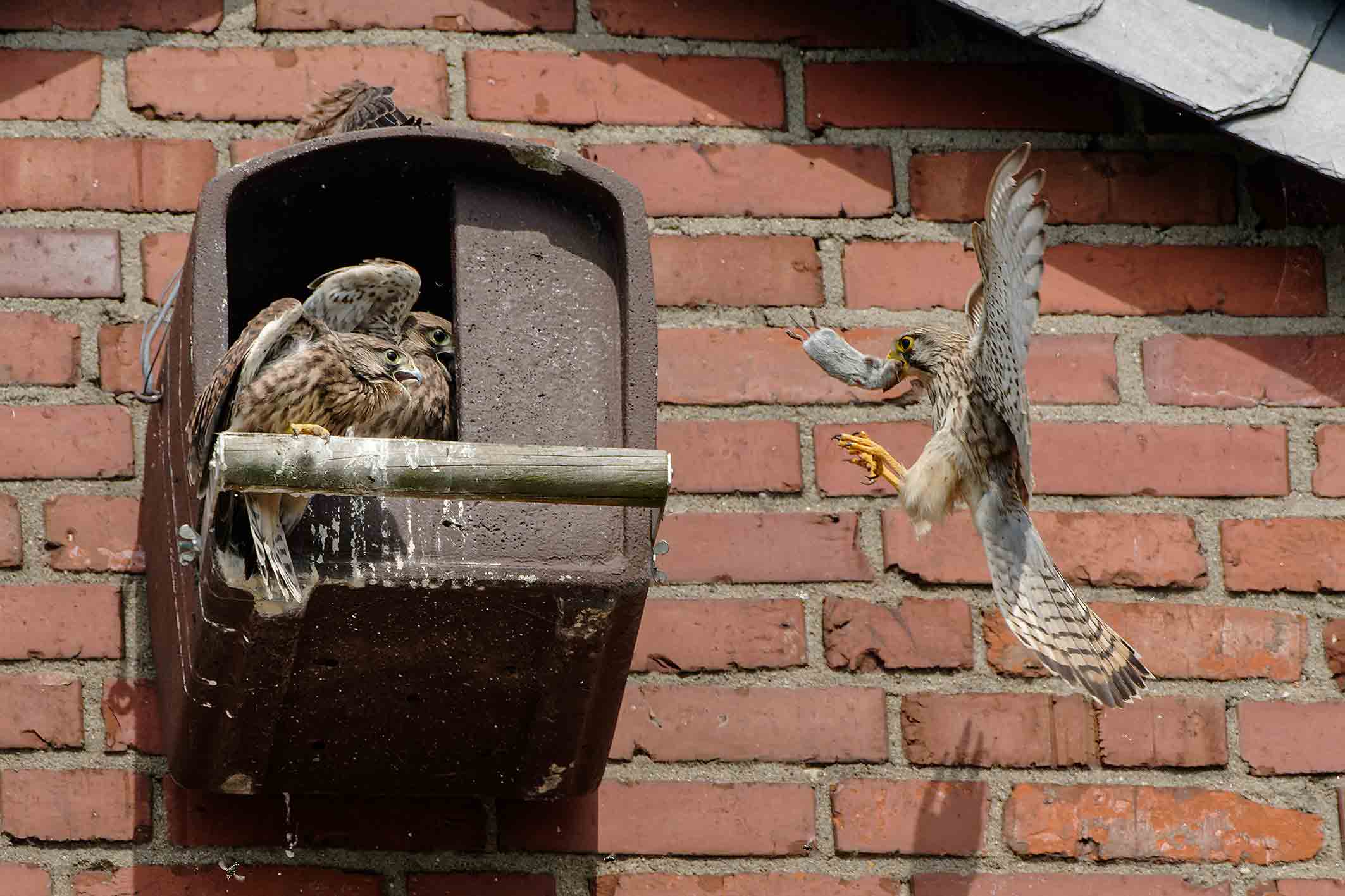 Turmfalken NABU Leverkusen Turmfalken NABU Leverkusen