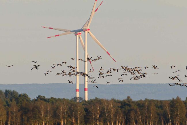 Windkraft-Kraniche m