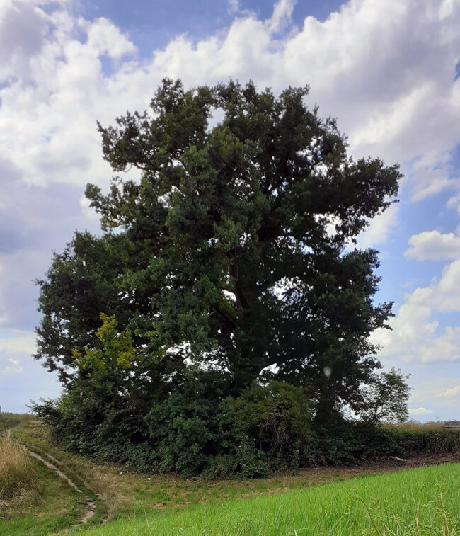 2020 Fotowettbewerb Baum von Erik Hansen Alte Eiche