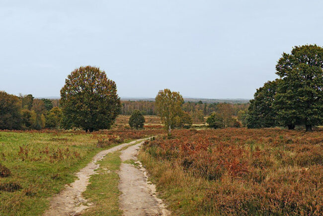 Wahner Heide Weg