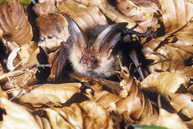 s20_Fledermaus-braunes Langohr 74 -von Ingrid Kaipf Braunes Langohr - Fledermaus zwischen Blättern