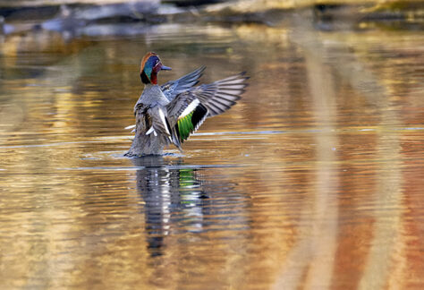 Krickente flattert auf einem See