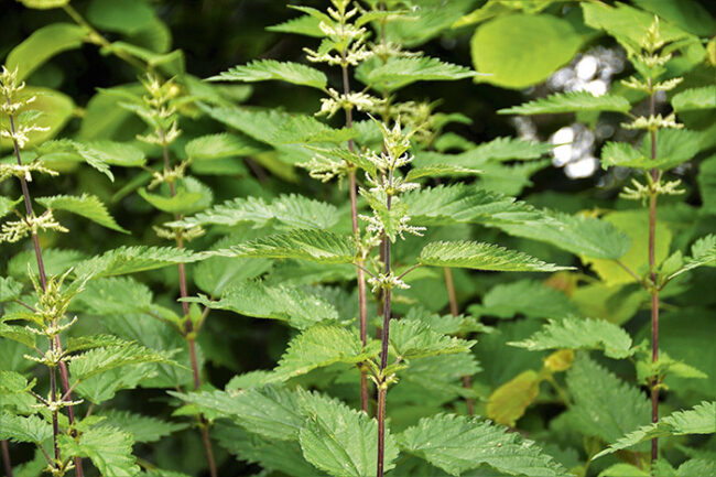 s11_nettle-5322525