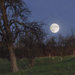 Vollmond hinter einem Obstbaum