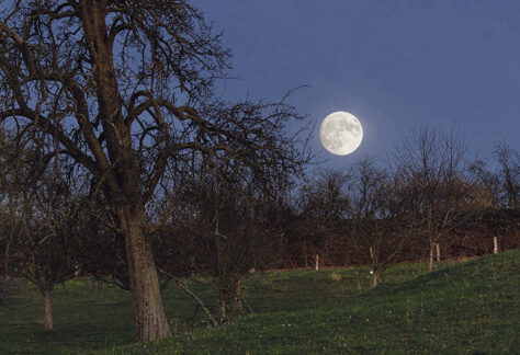 Vollmond hinter einem Obstbaum