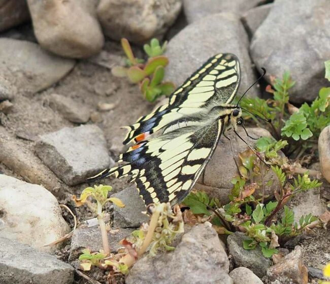 Schwalbenschwanz Schwalbenschwanz