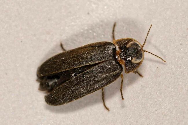 Glühwurm Mann Rücken EC9A5964 DxO -w