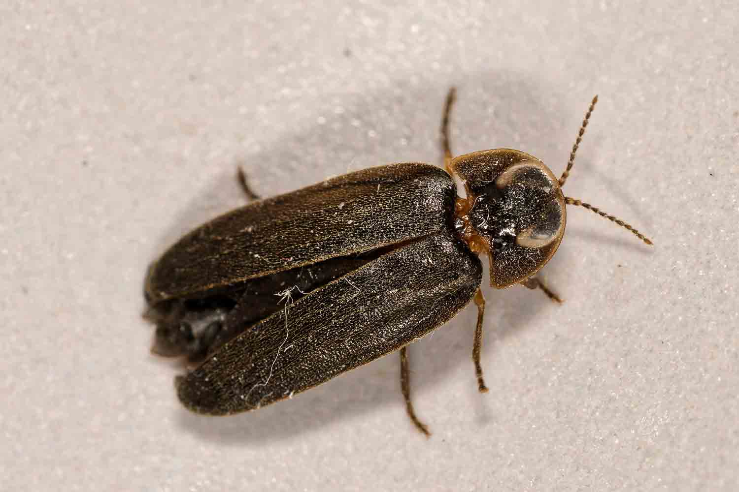 Glühwurm Mann Rücken EC9A5964 DxO -w