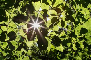 Buchenblätter-Sonne-0Y2A3638-w