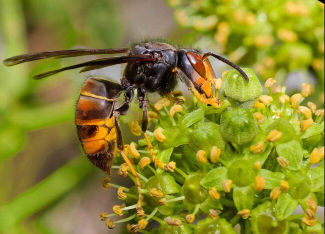 asiat-Hornisse-Efeu-Blüte-aus-tif-3Z0A5241_DxO-b-w
