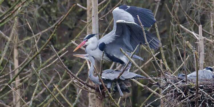 Graureiher-Paarung-0B7A8352_DxO-w_TOP