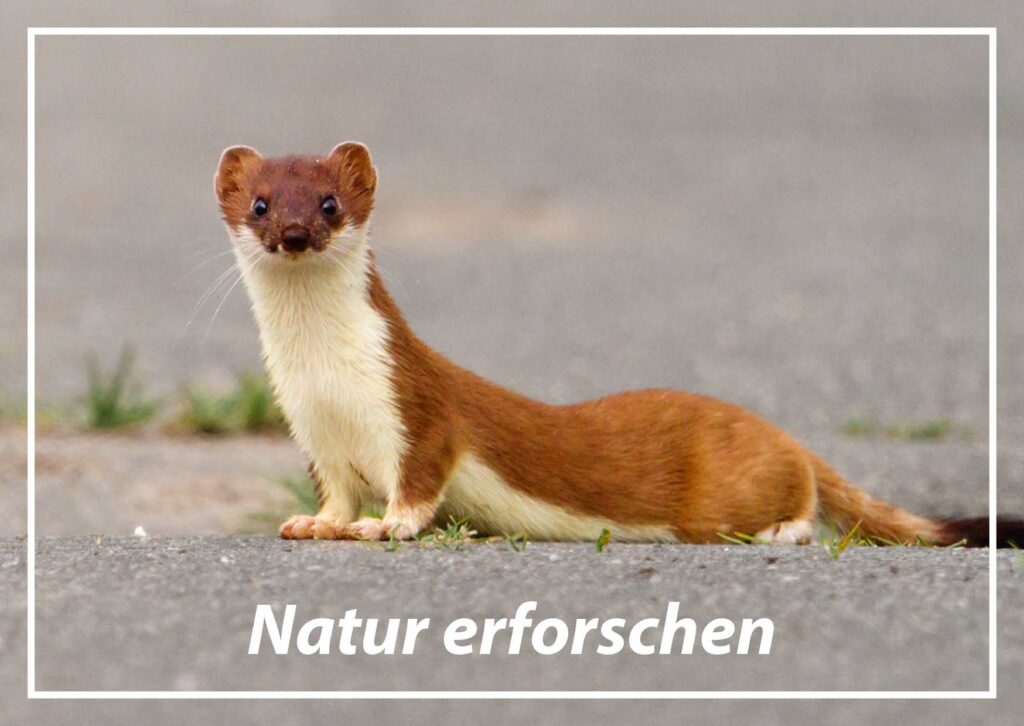 Mitmachen NABU Leverkusen