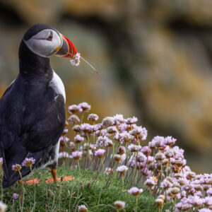 Papageientaucher (Foto von Wilfried Kaschube)