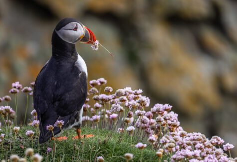 Papageientaucher (Foto von Wilfried Kaschube)